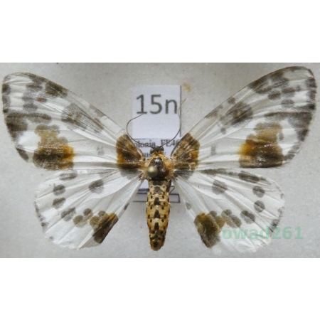 Abraxas sylvata (Scopoli, 1763) Plamiec leśniak Poland15n